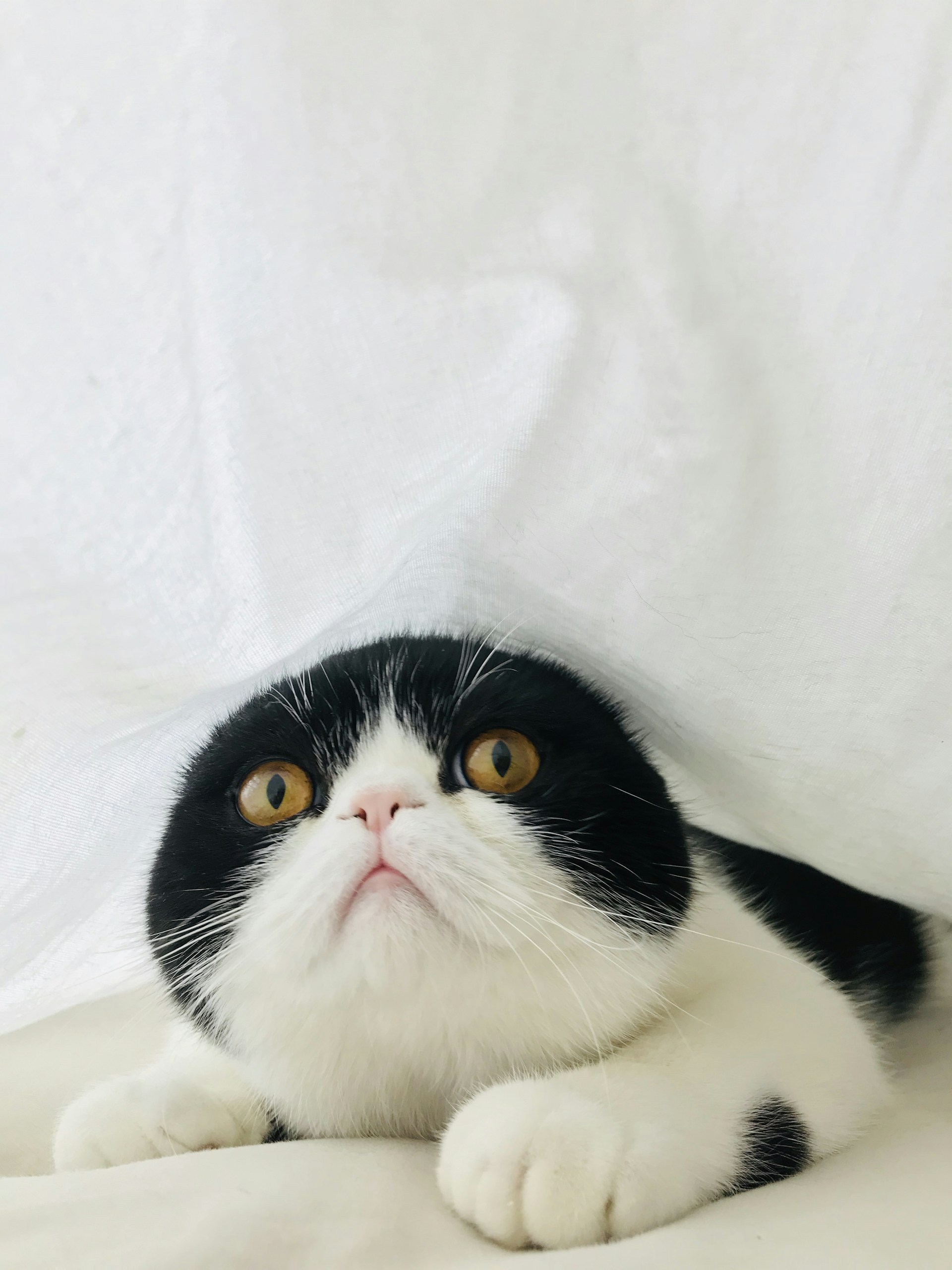 A close-up of a tuxedo cat's curious eyes peeking out from behind a cozy blanket.