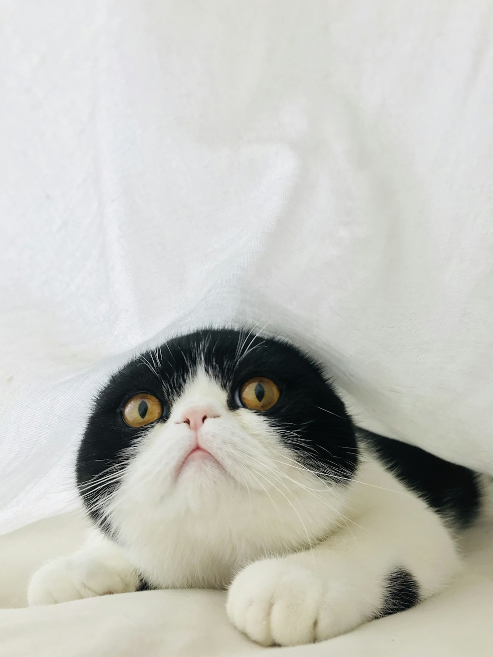 black and white cat on white textile