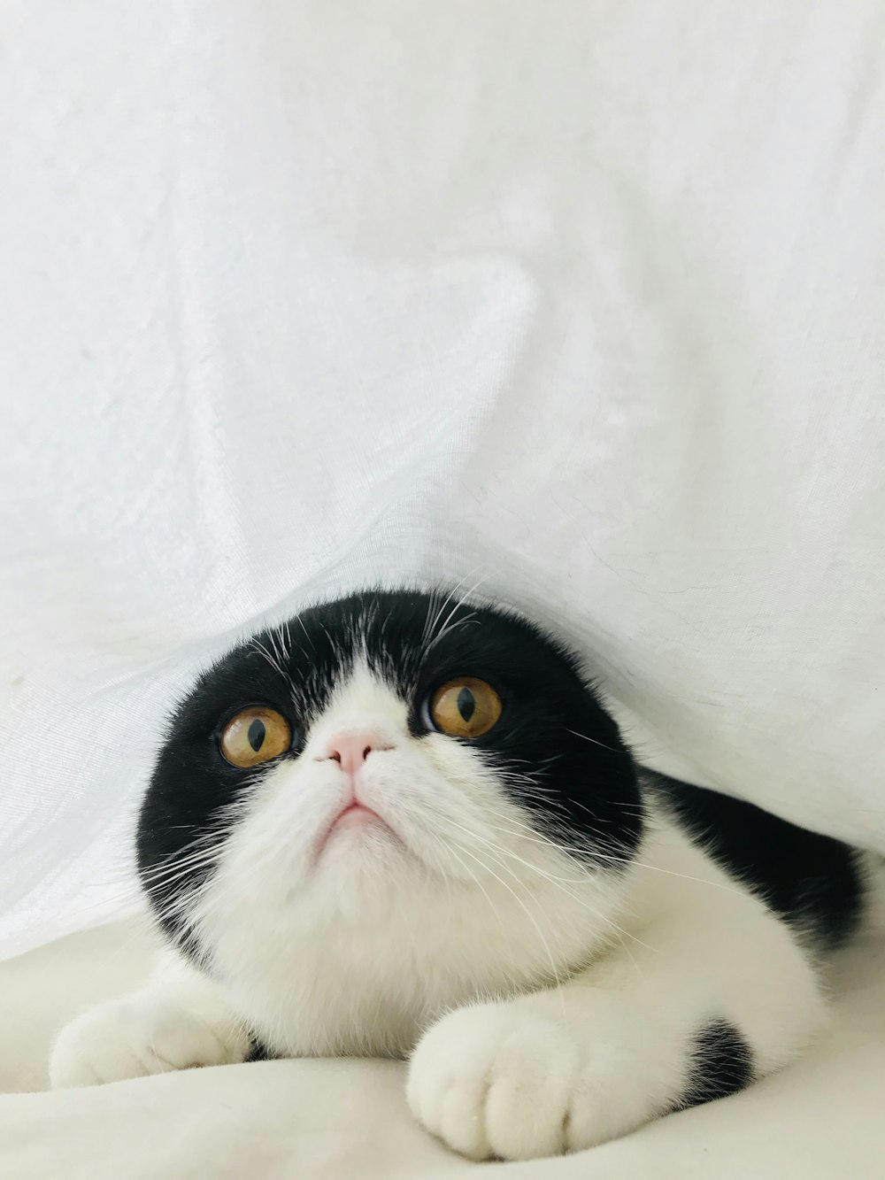 gatto in bianco e nero su tessuto bianco