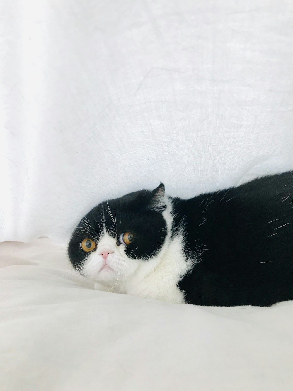 tuxedo cat lying on white textile