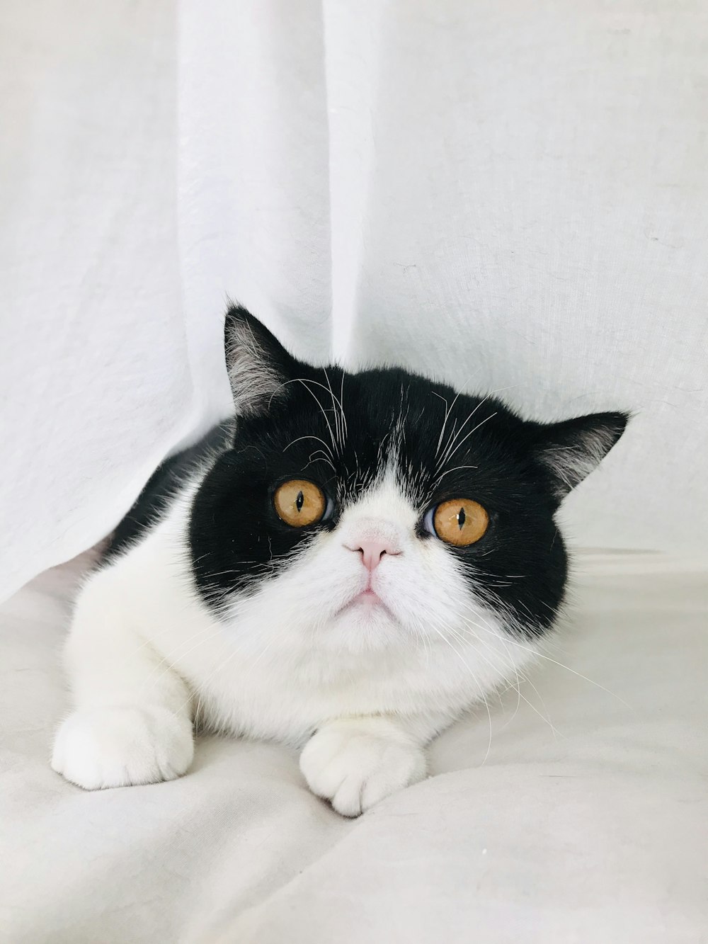 tuxedo cat on white textile