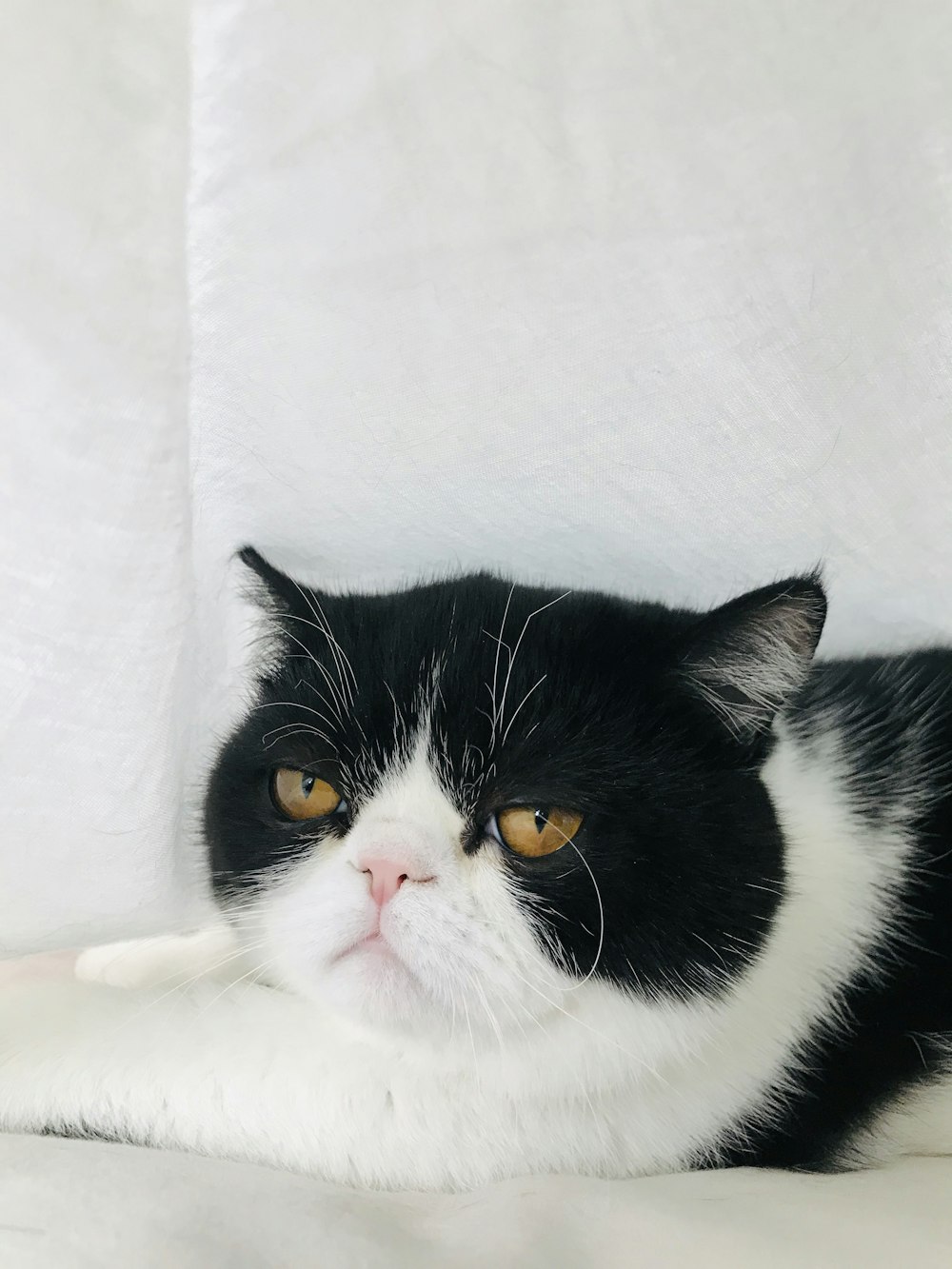 gatto in bianco e nero su tessuto bianco
