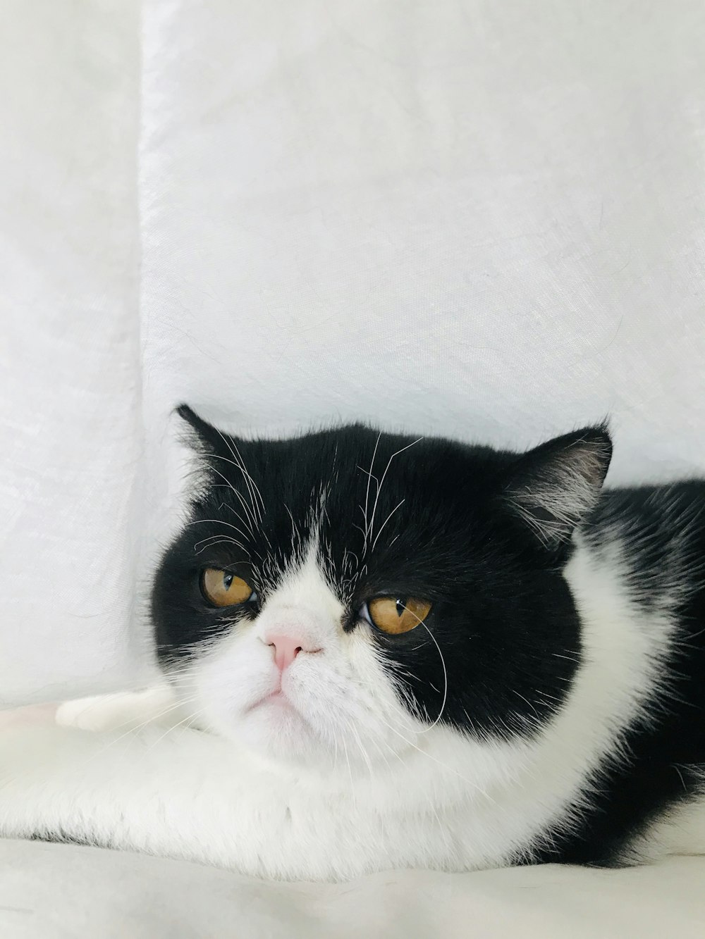 black and white cat on white textile