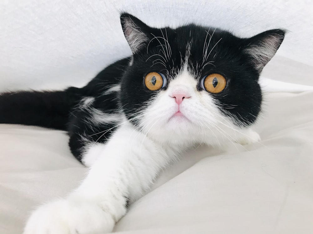 black and white cat lying on white textile