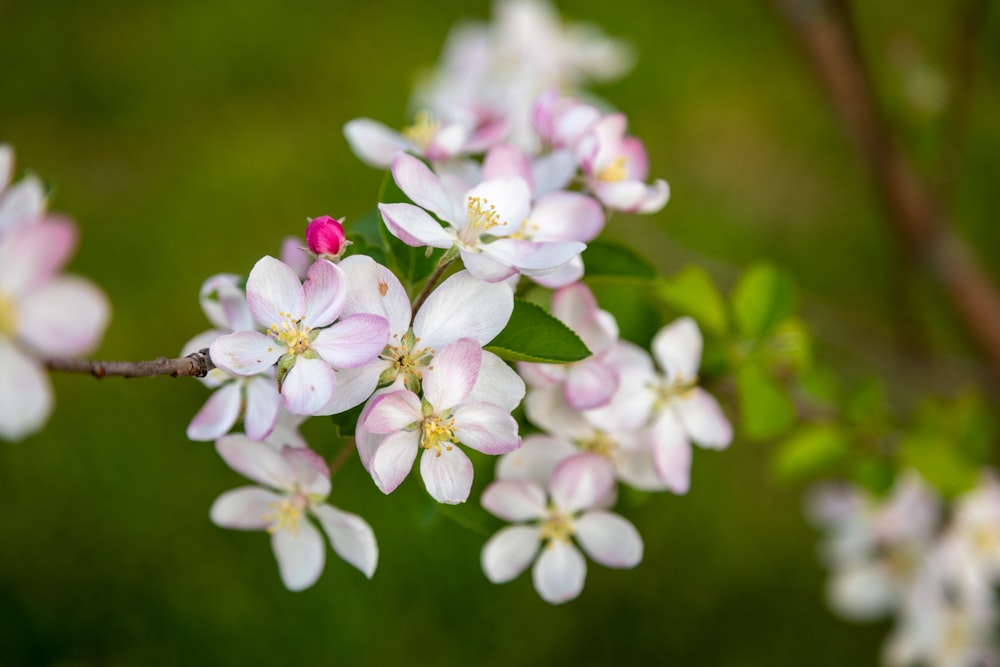 white and pink flowers in tilt shift lens