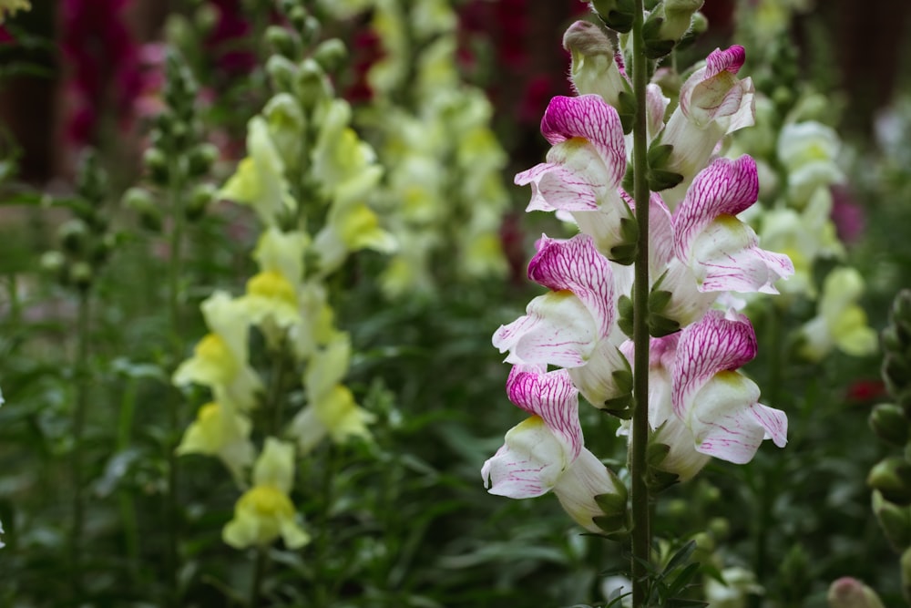 purple and white flower in tilt shift lens