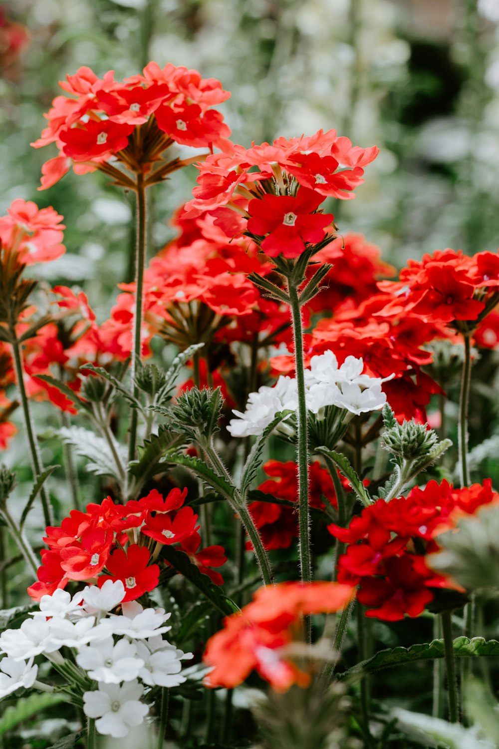 red and white flowers with green leaves