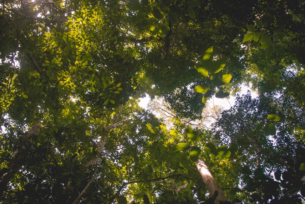 green tree with green leaves during daytime