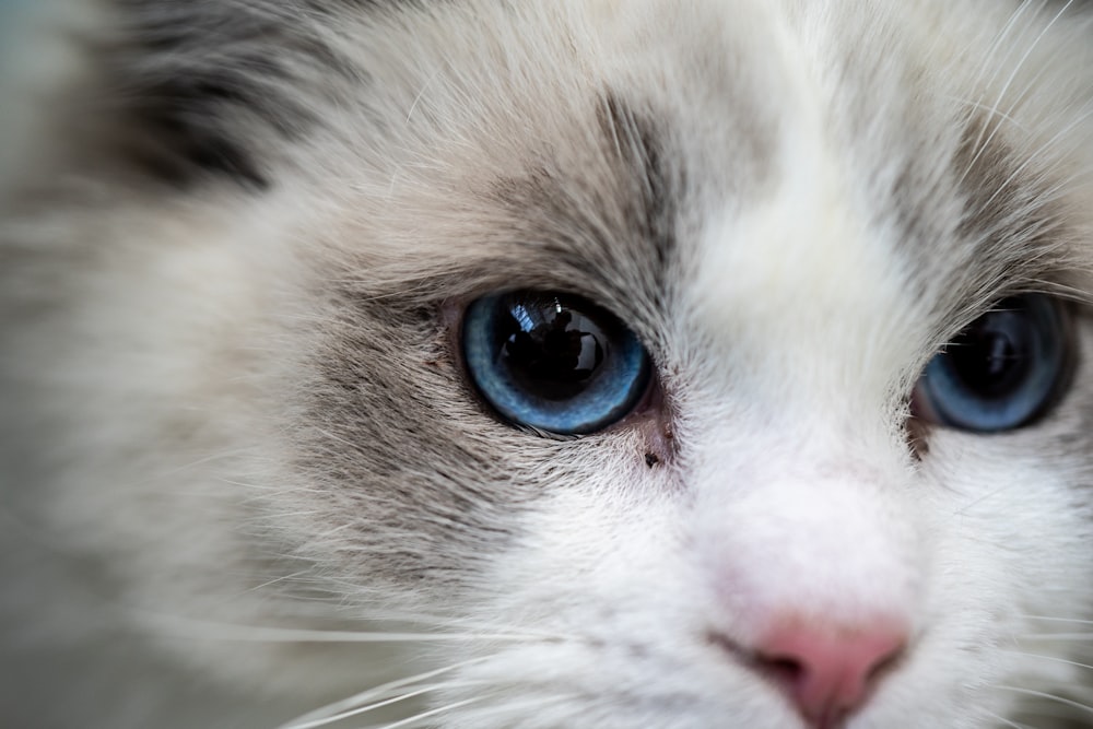 a close up of a cat with blue eyes