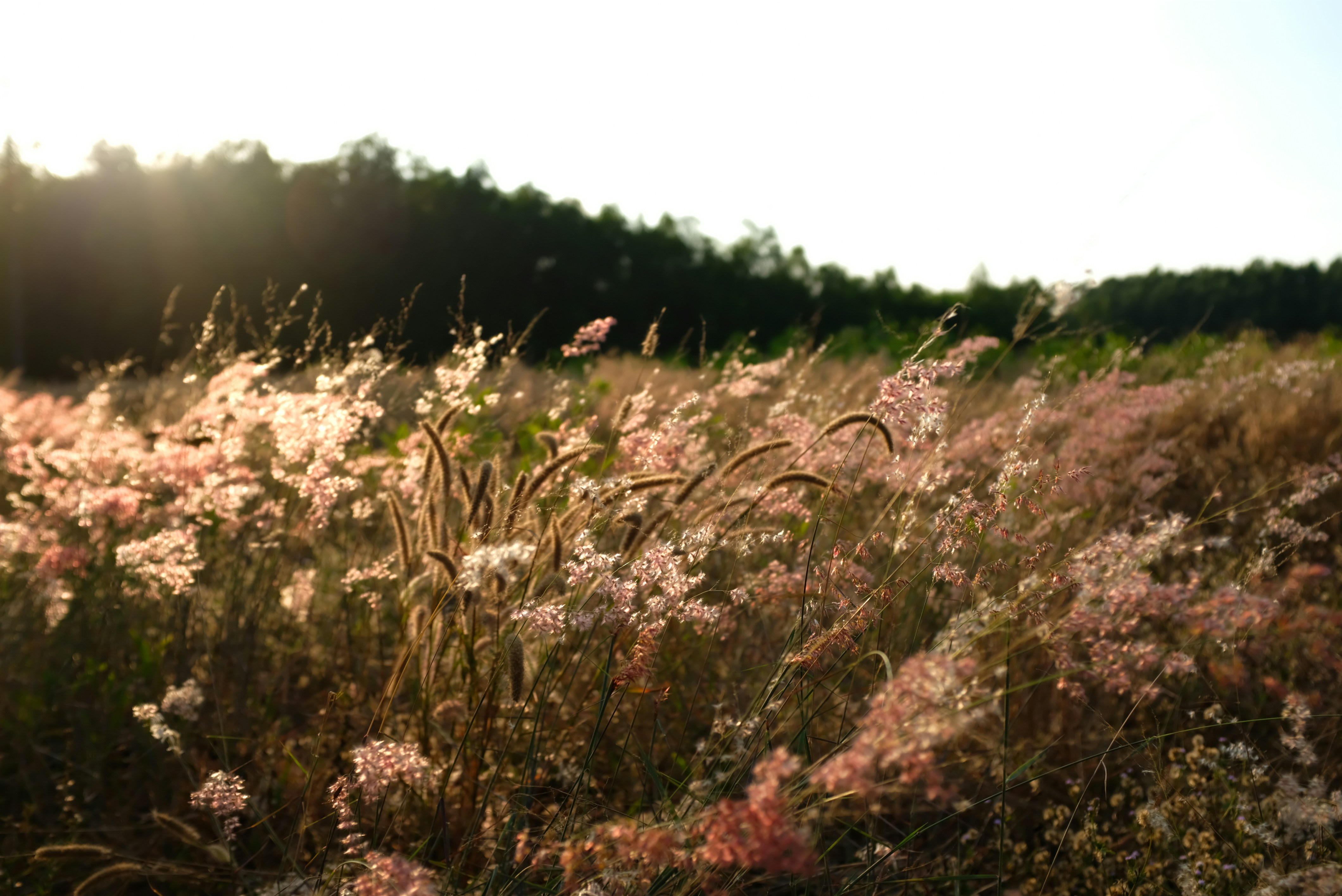 Brown and green grass field during daytime photo – Free Brown Image on ...