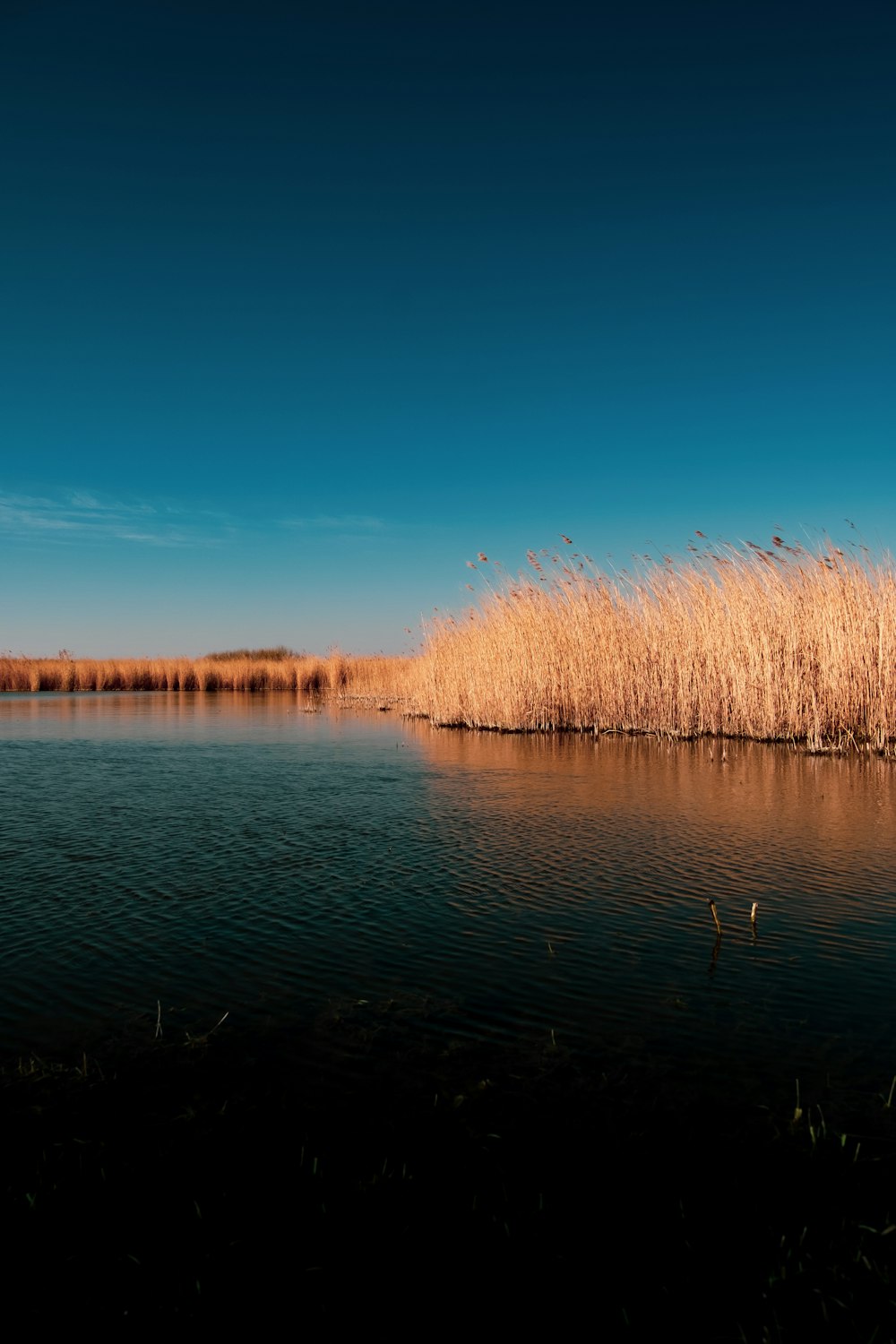 brown grass near lake during daytime