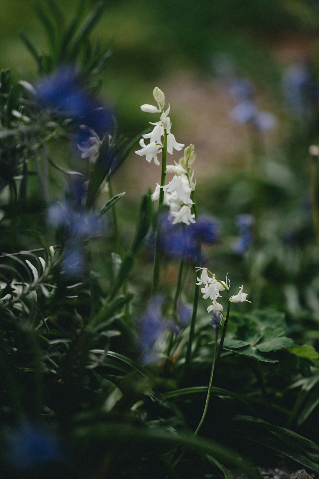 white flowers with green leaves