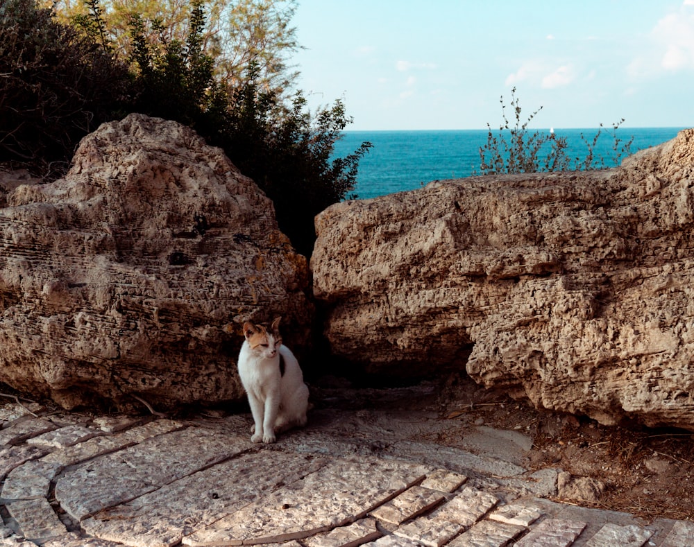 white and brown short coated dog on gray concrete floor near body of water during daytime