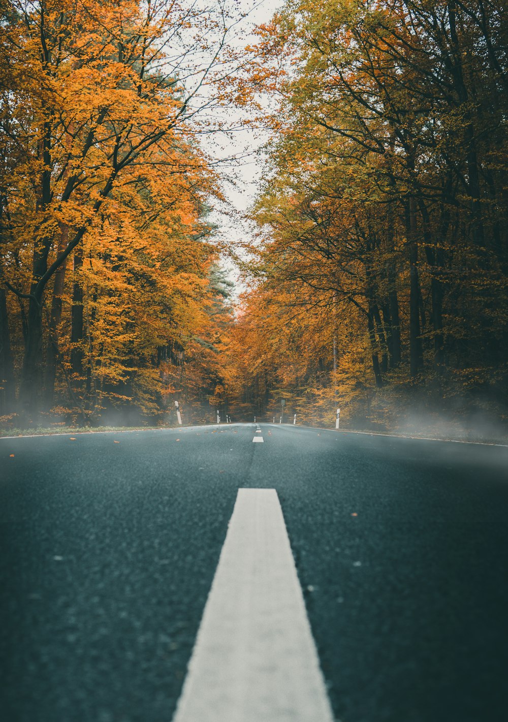 black asphalt road between brown trees during daytime