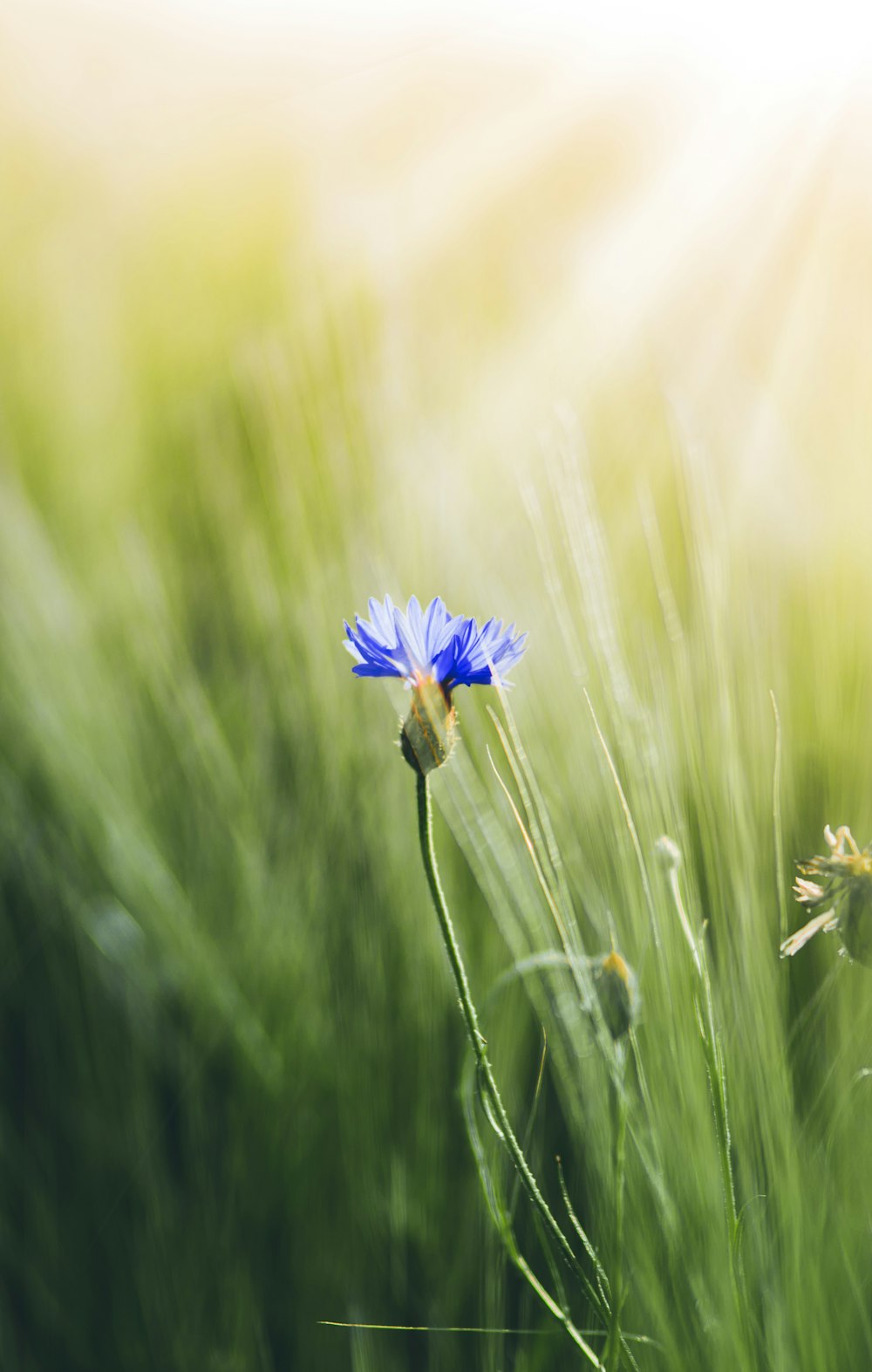 blue flower in tilt shift lens