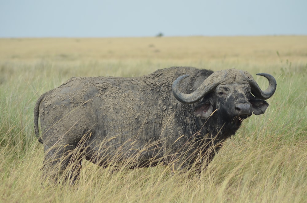 Búfalo de agua negro en campo de hierba marrón durante el día