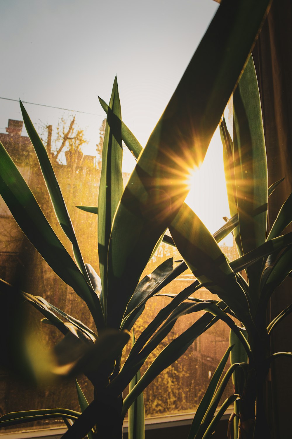 green plant during day time