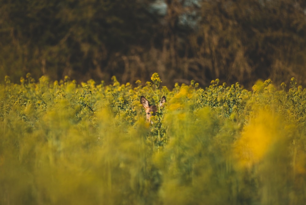 yellow flower field during daytime