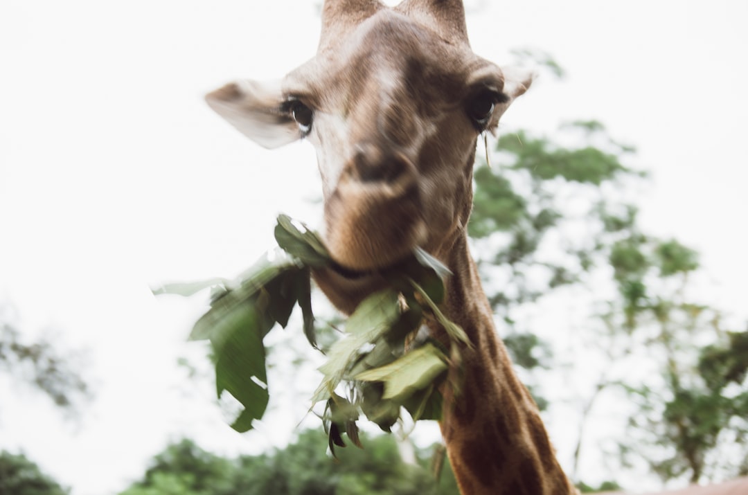 brown giraffe eating green leaves during daytime
