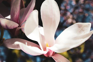 Close-up of a blooming magnolia flower with delicate light highlighting its petals.