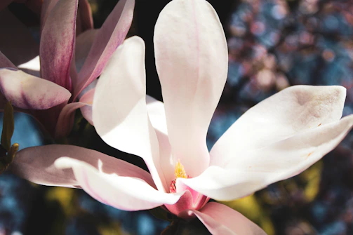 Close-up of a blooming magnolia flower with delicate light highlighting its petals.