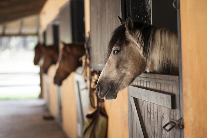 Horse looking over a wooden stall door