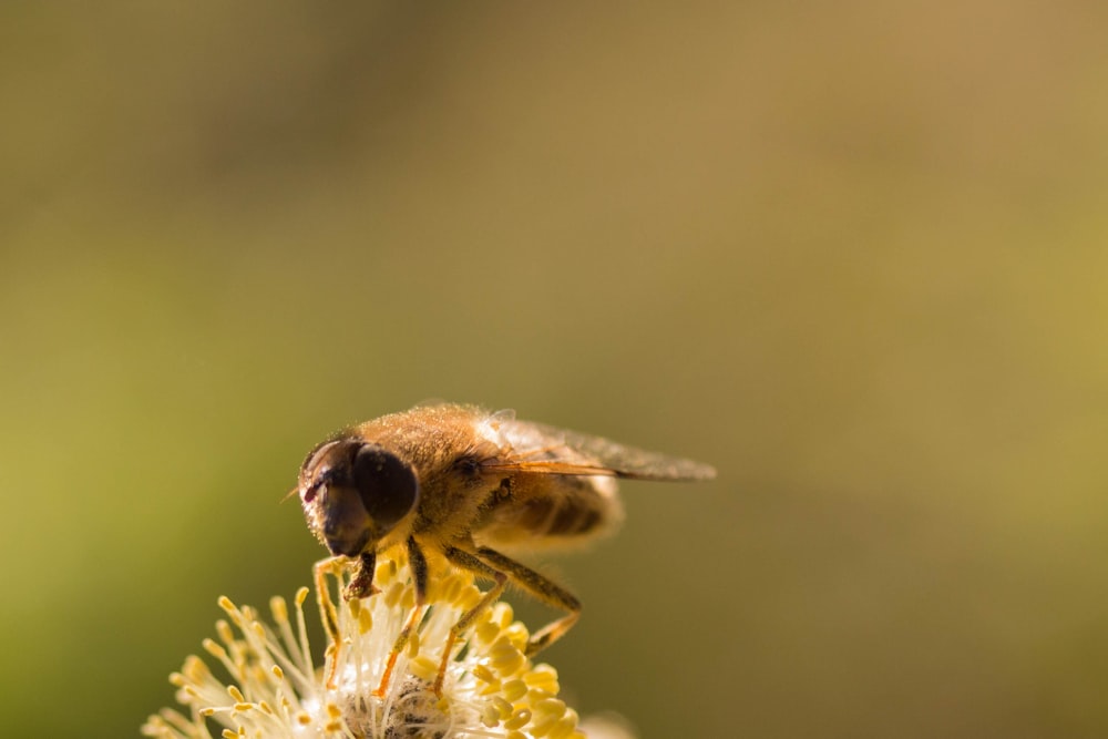 brown and black bee on yellow flower