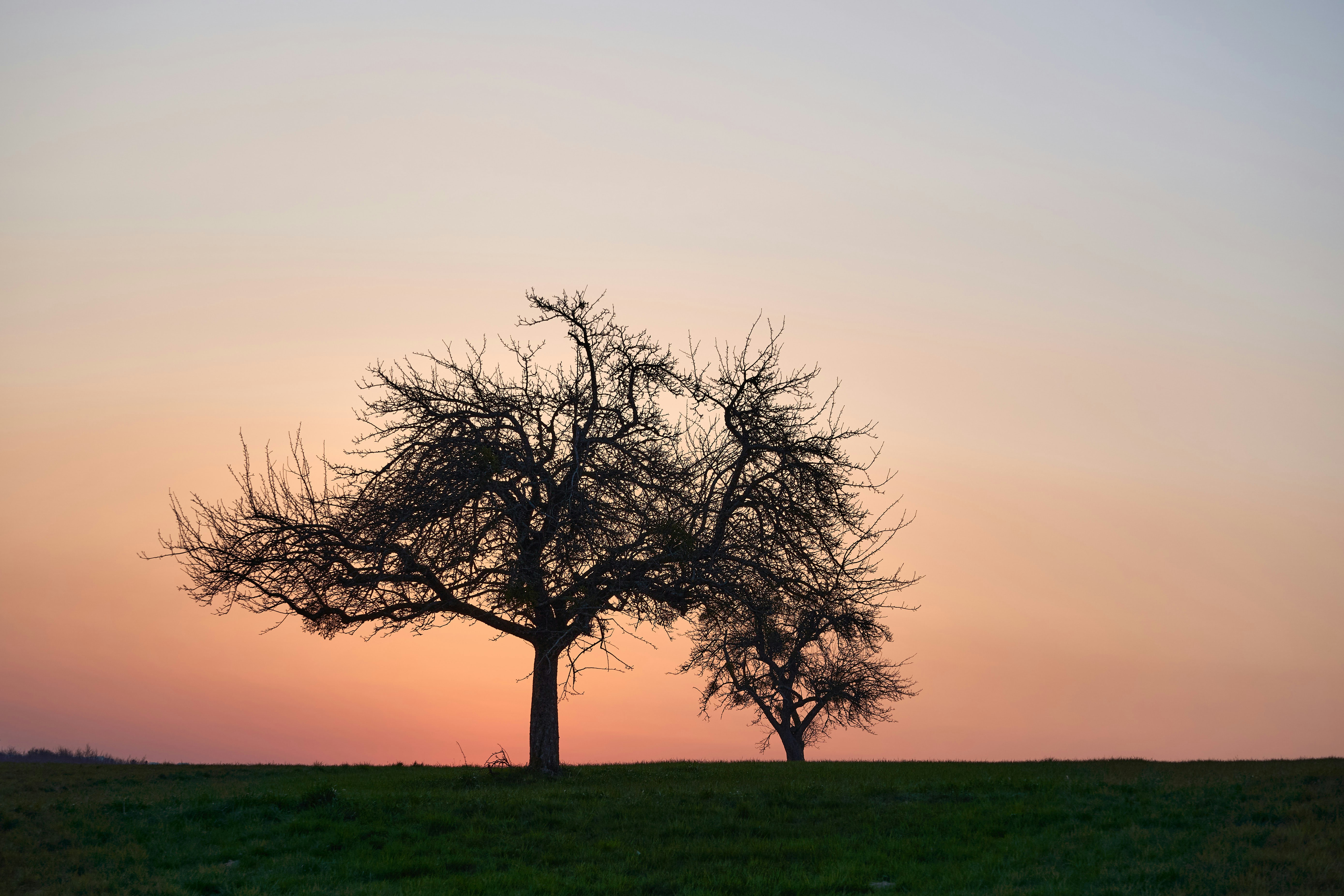 a couple of trees sitting in the middle of a field