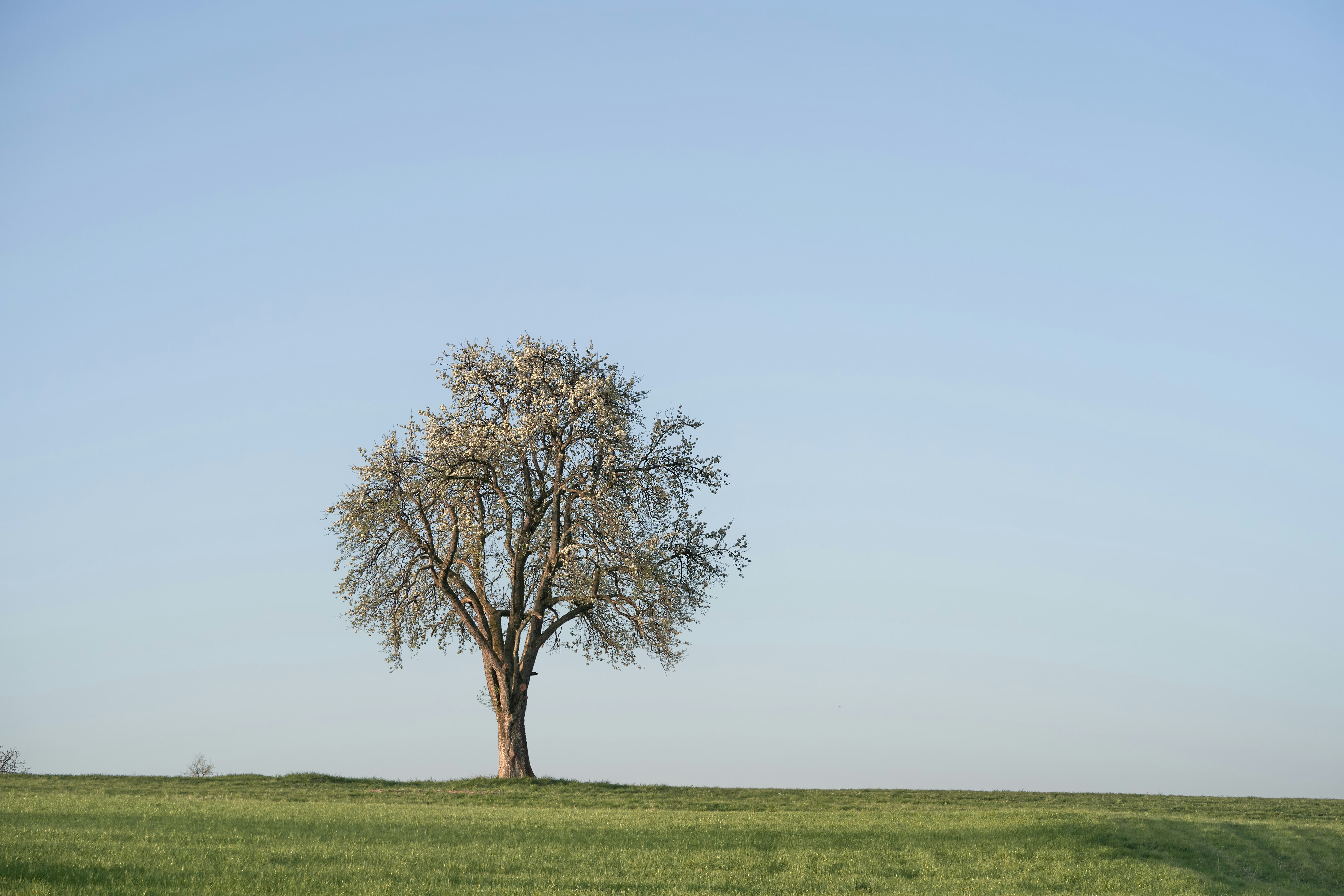 green tree on green grass field during daytime