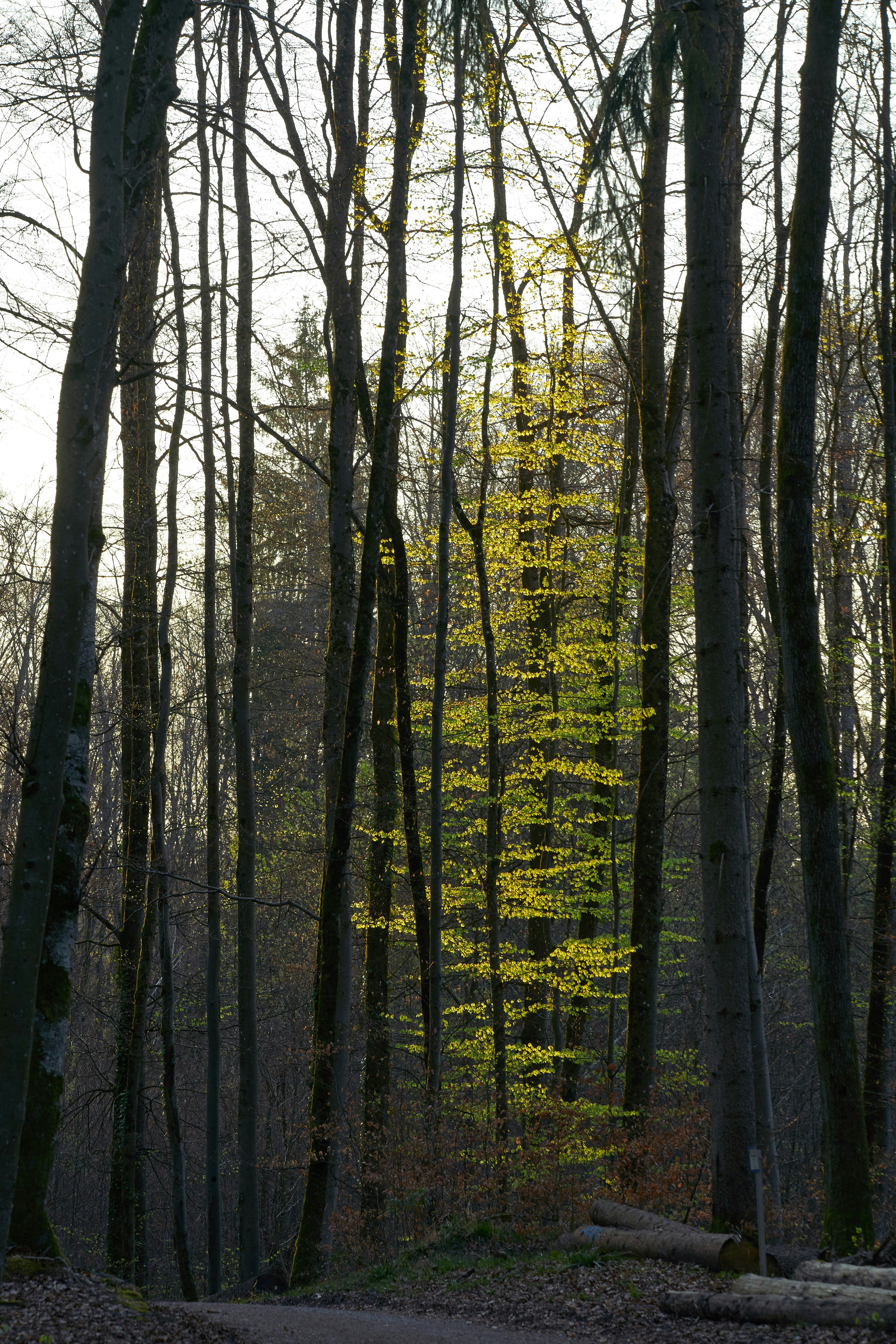 Photo by wolfgang_hasselmann