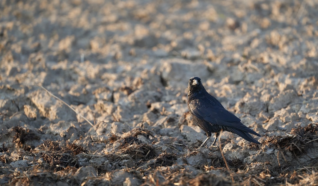 black bird on brown dried grass during daytime