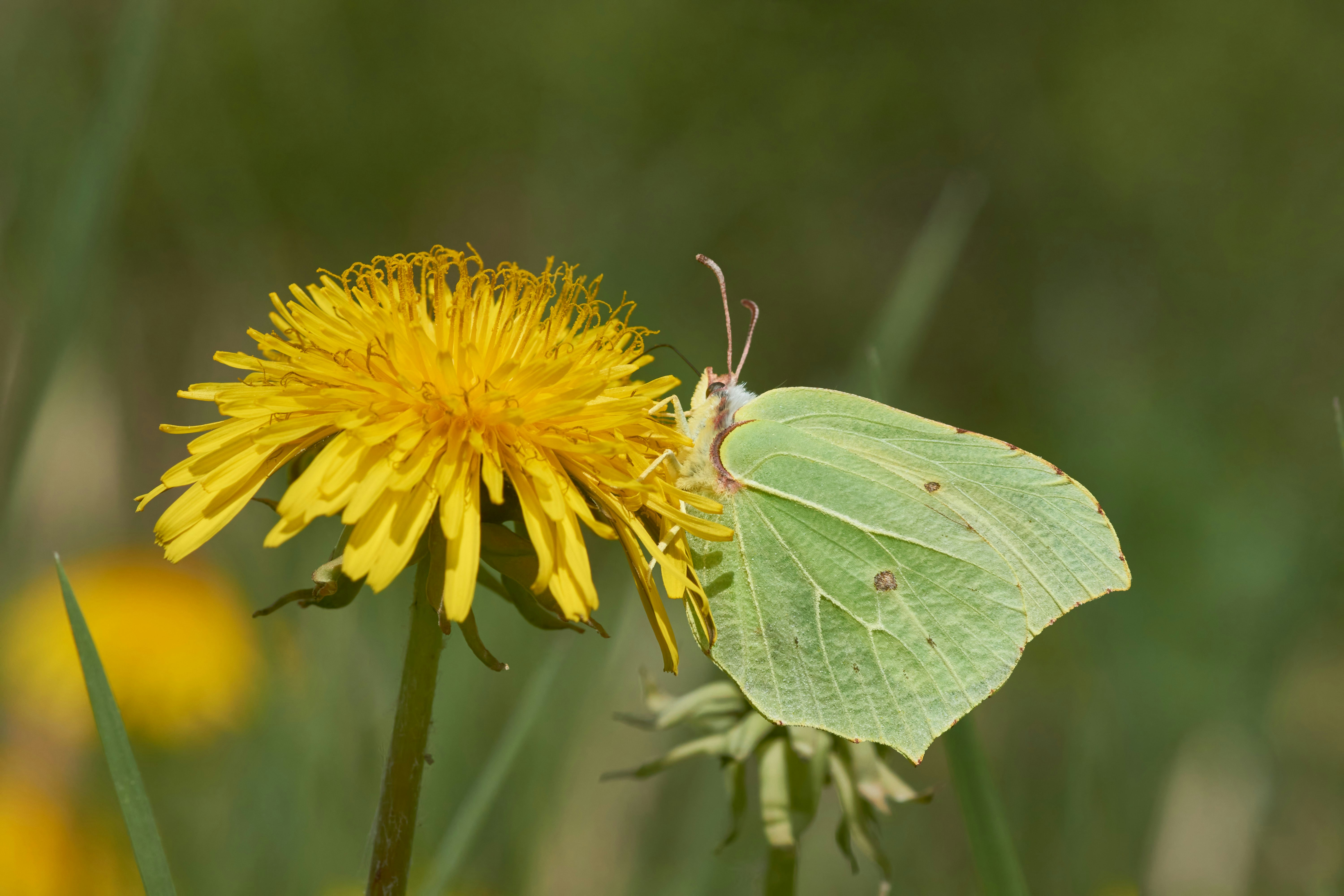 Photo by wolfgang_hasselmann