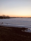 A landscape showing a field with rows of white plastic coverings, likely for agriculture, extending into the distance. The foreground has dark soil with visible tire tracks, and the horizon features barren trees and buildings under a clear sky at sunset.