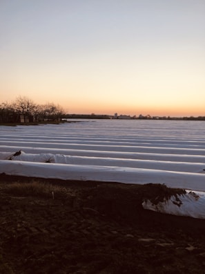 A landscape showing a field with rows of white plastic coverings, likely for agriculture, extending into the distance. The foreground has dark soil with visible tire tracks, and the horizon features barren trees and buildings under a clear sky at sunset.