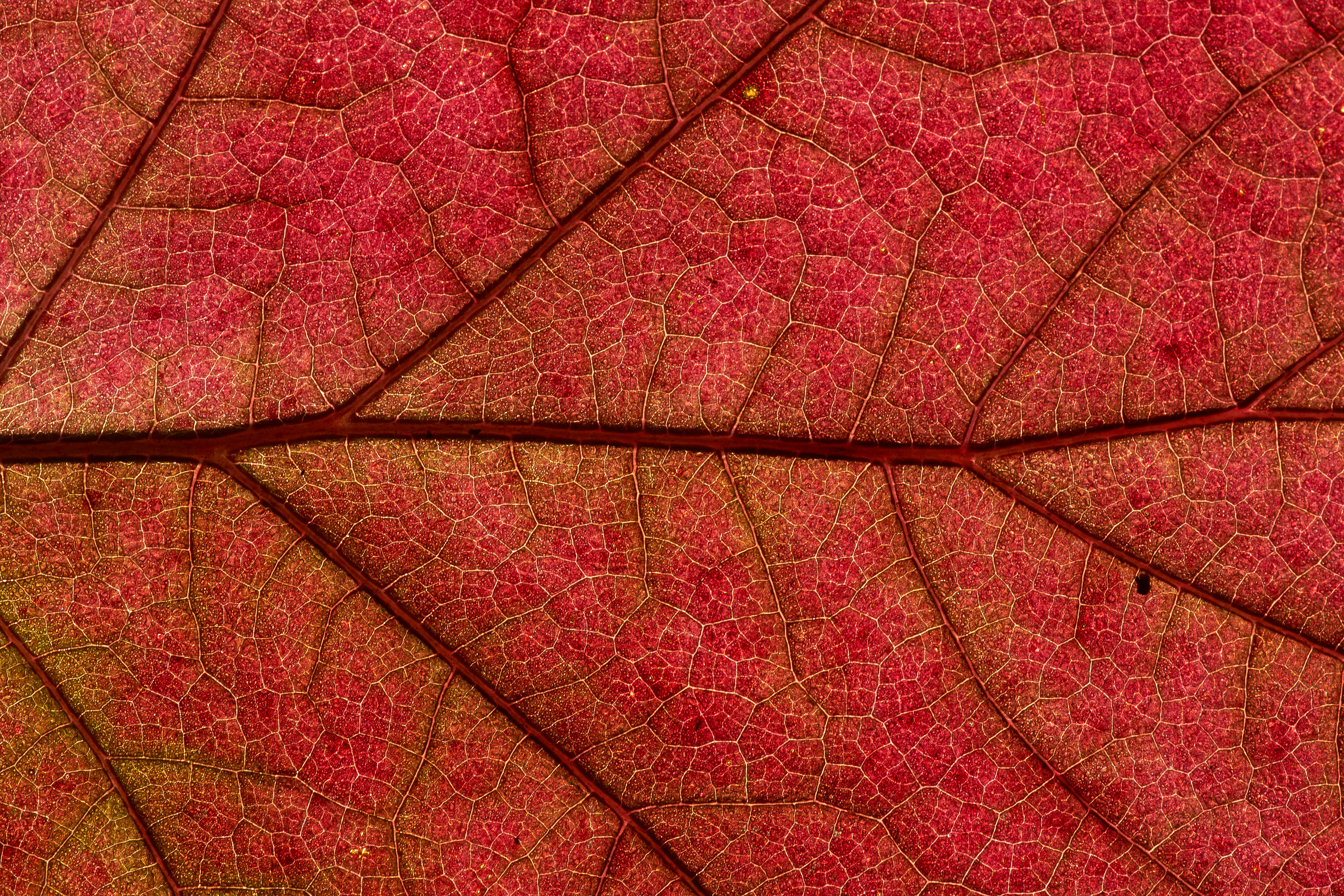 red leaf in close up photography