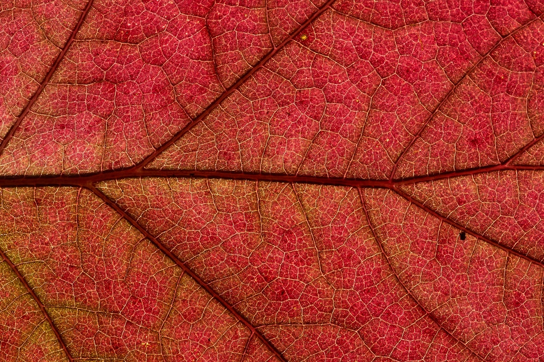 red leaf in close up photography photo – Free Image on Unsplash