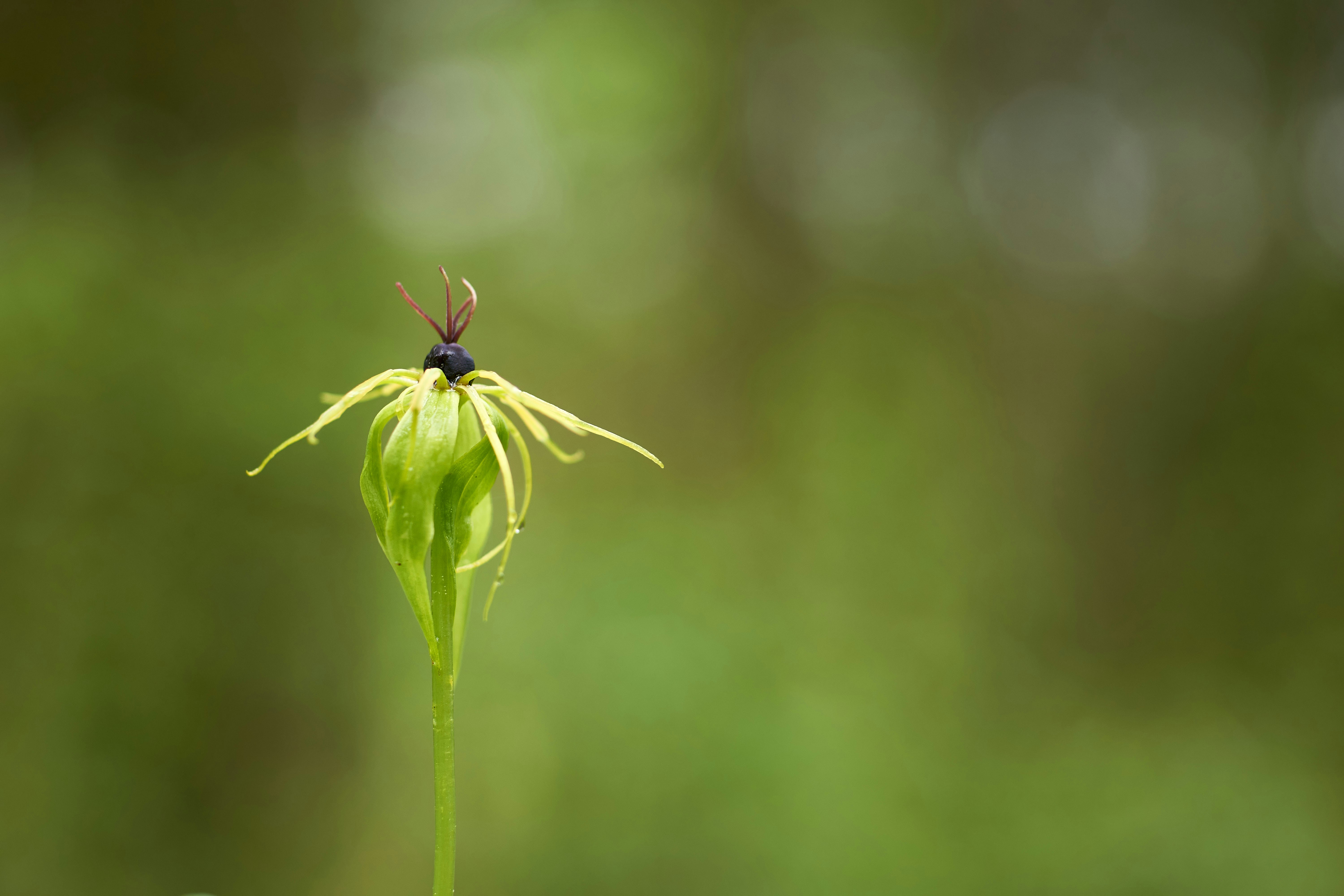 Photo by wolfgang_hasselmann