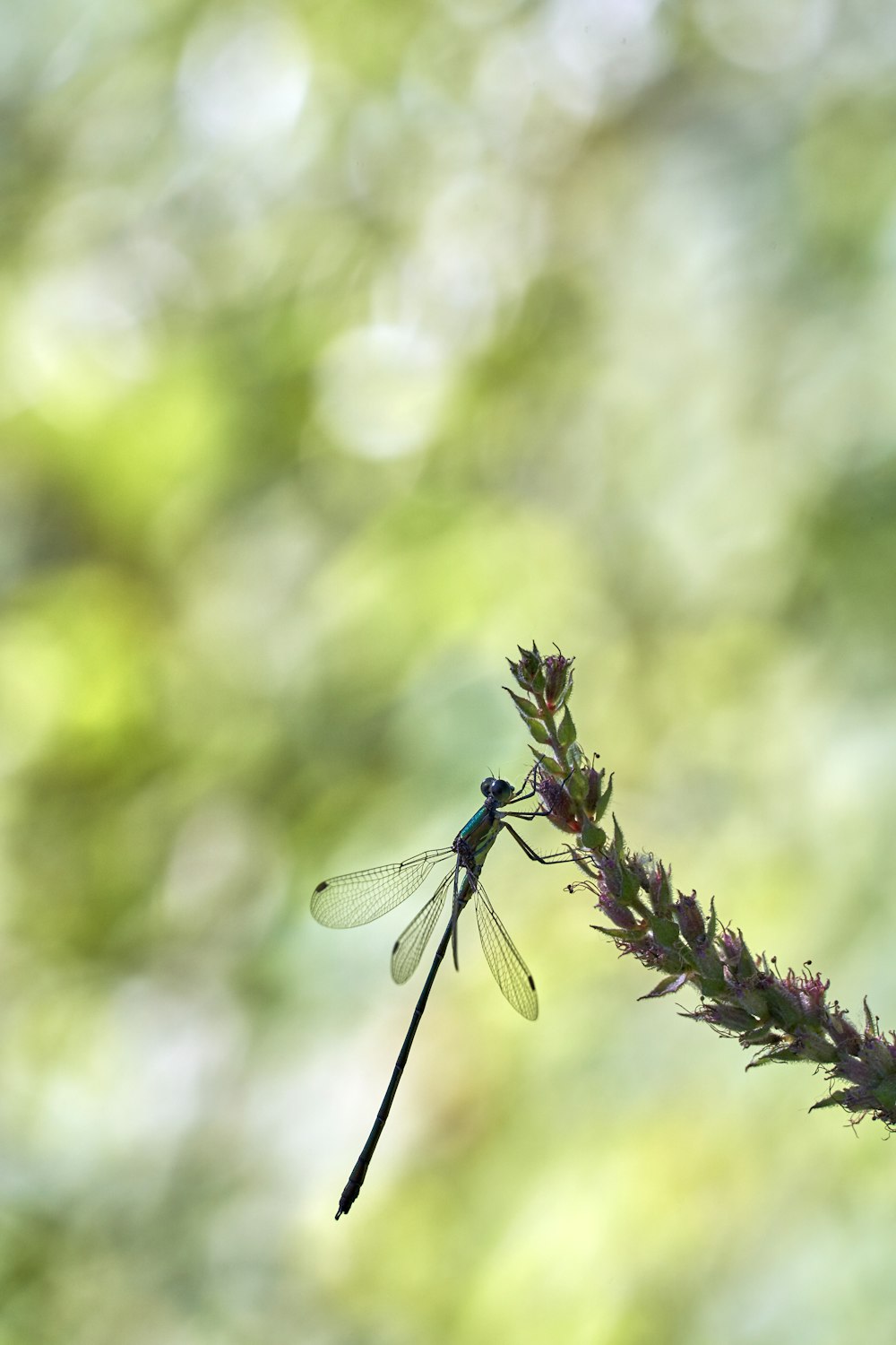 blue damselfly perched on purple flower in close up photography during daytime