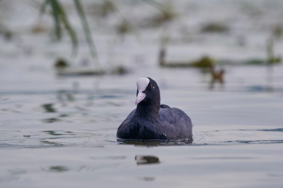 black duck on water during daytime