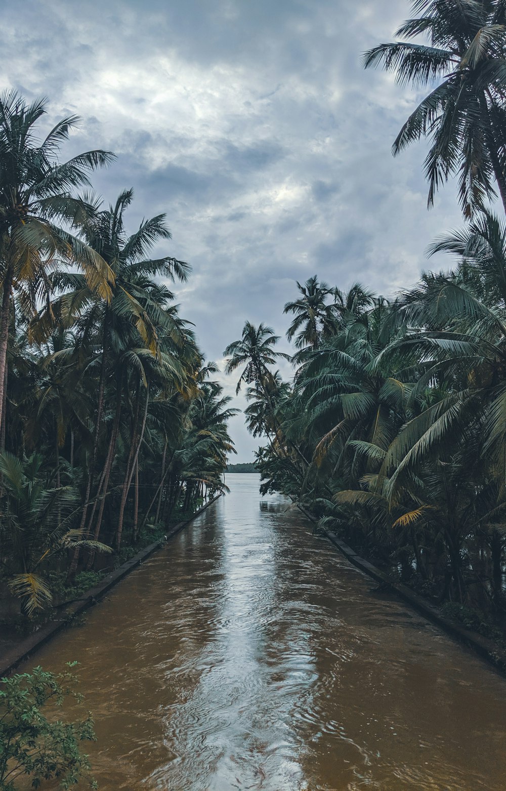 Grüne Kokospalmen am Fluss unter weißen Wolken während des Tages