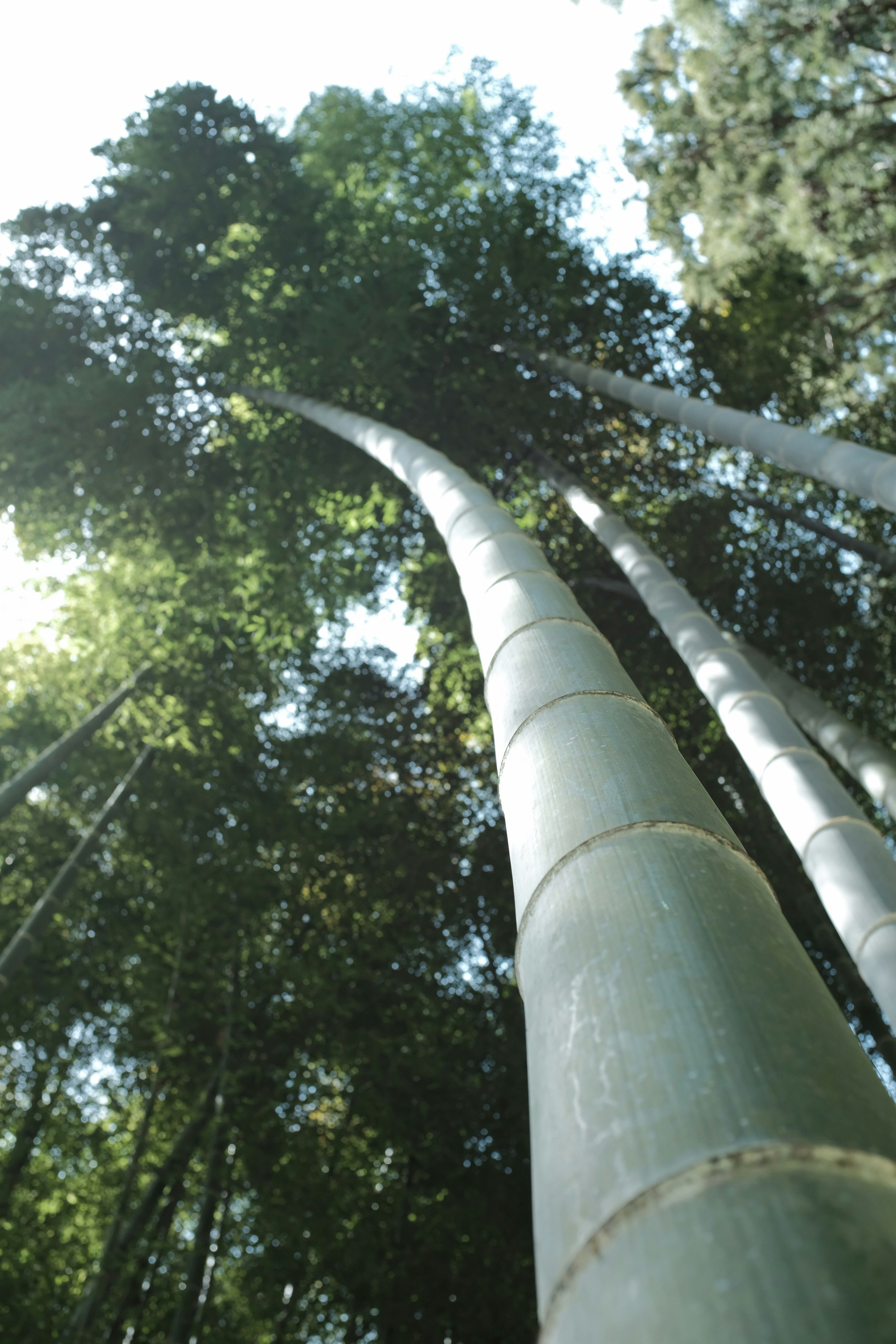 white metal pipe near green trees during daytime