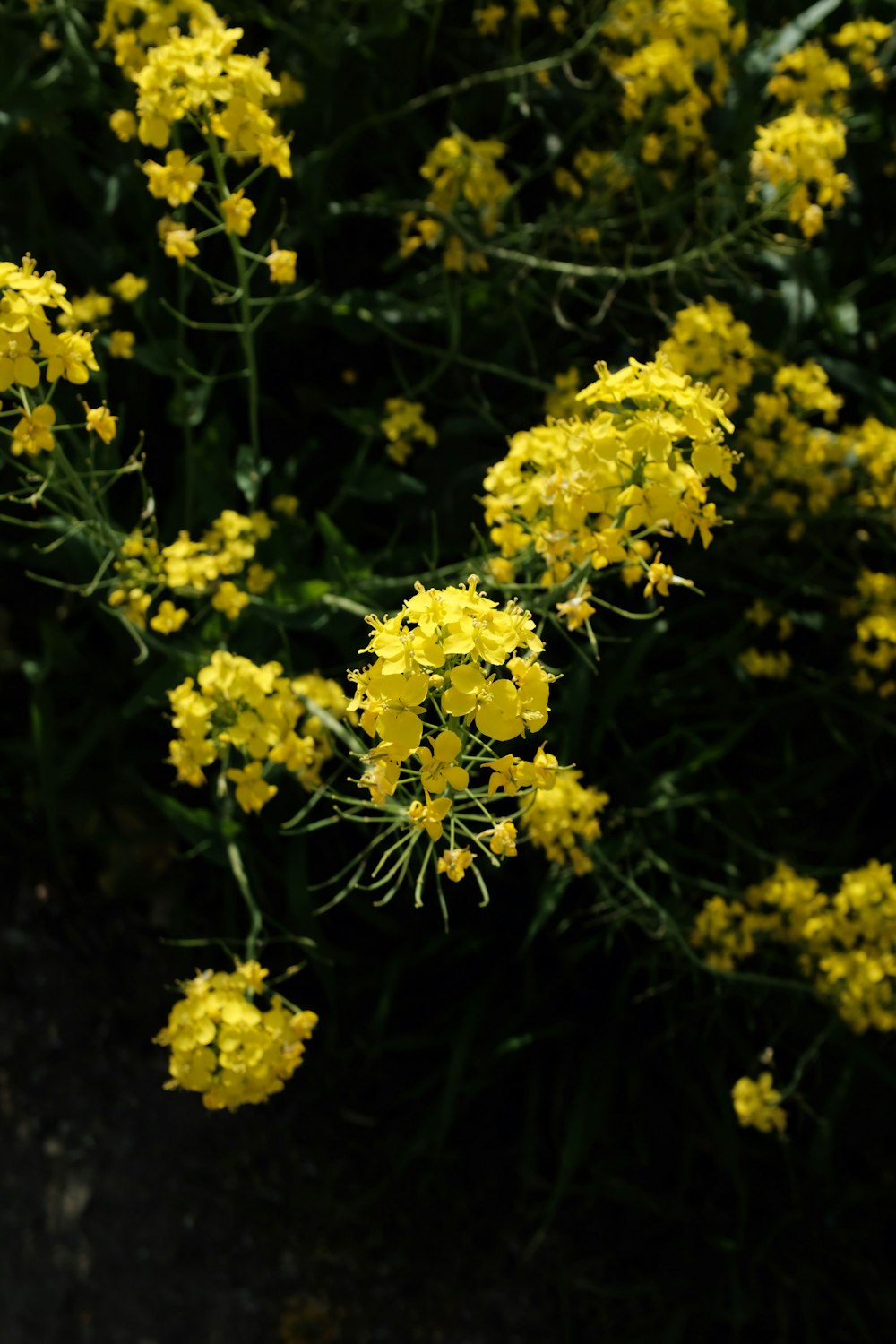 yellow flowers with green leaves