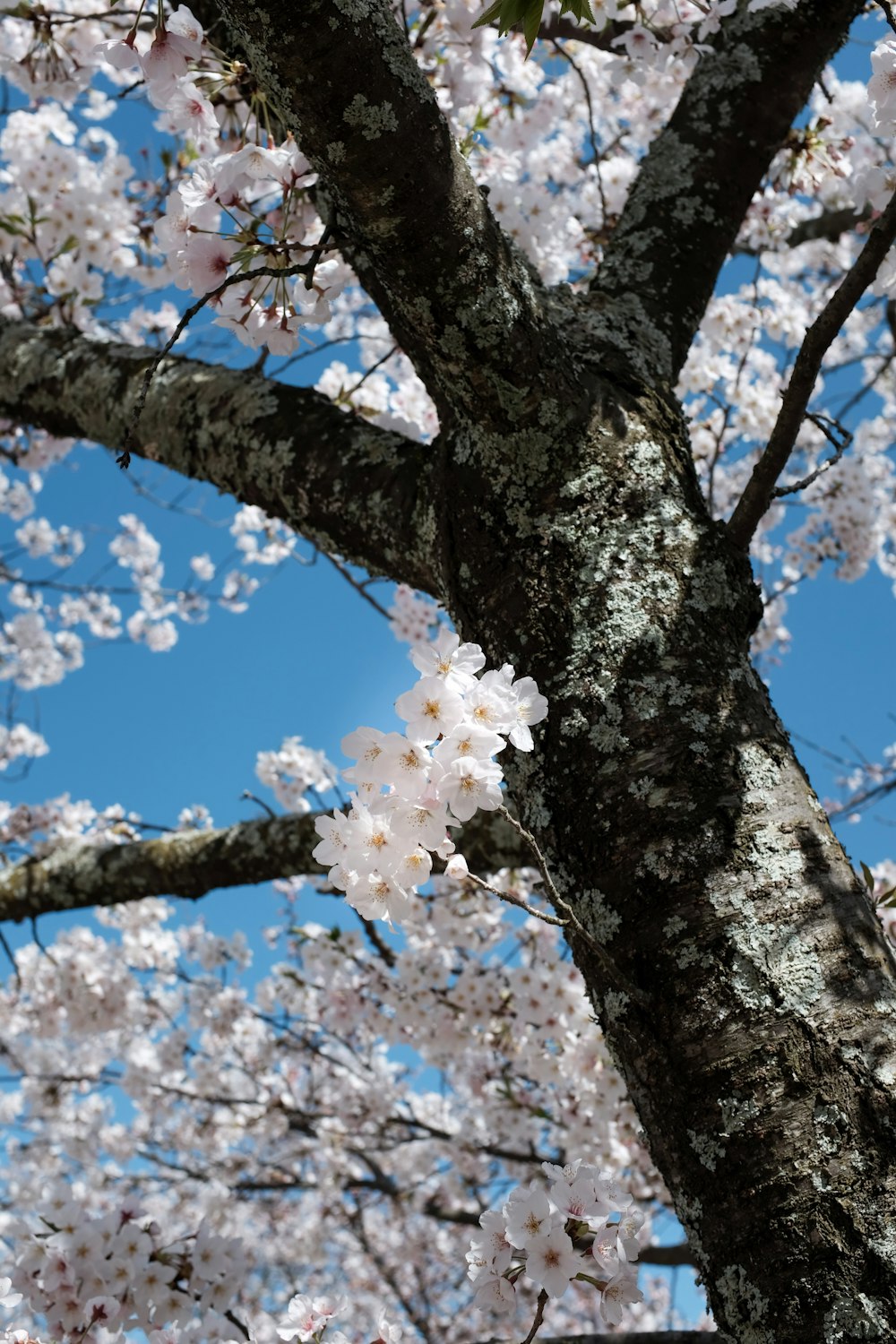 white cherry blossom tree during daytime