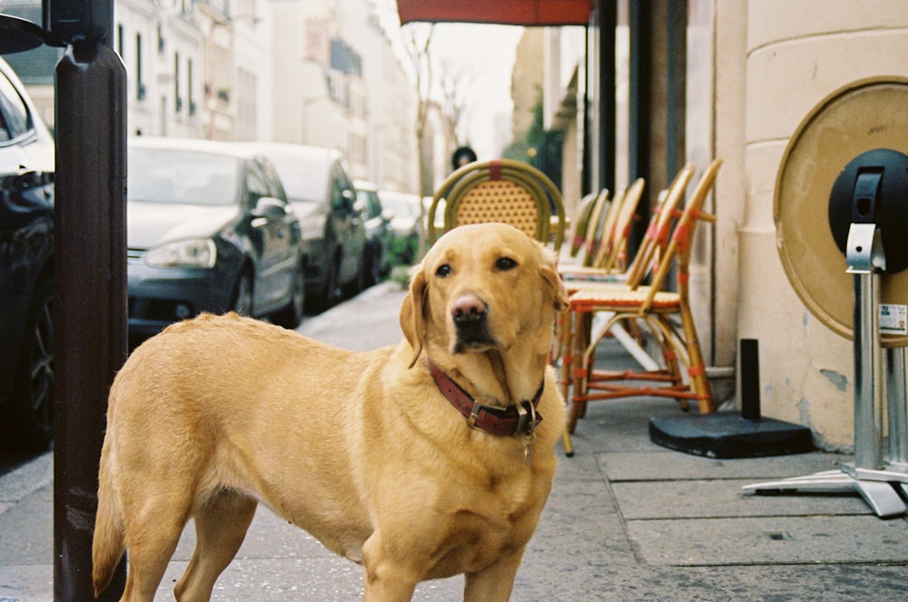 brown short coated dog on gray concrete floor