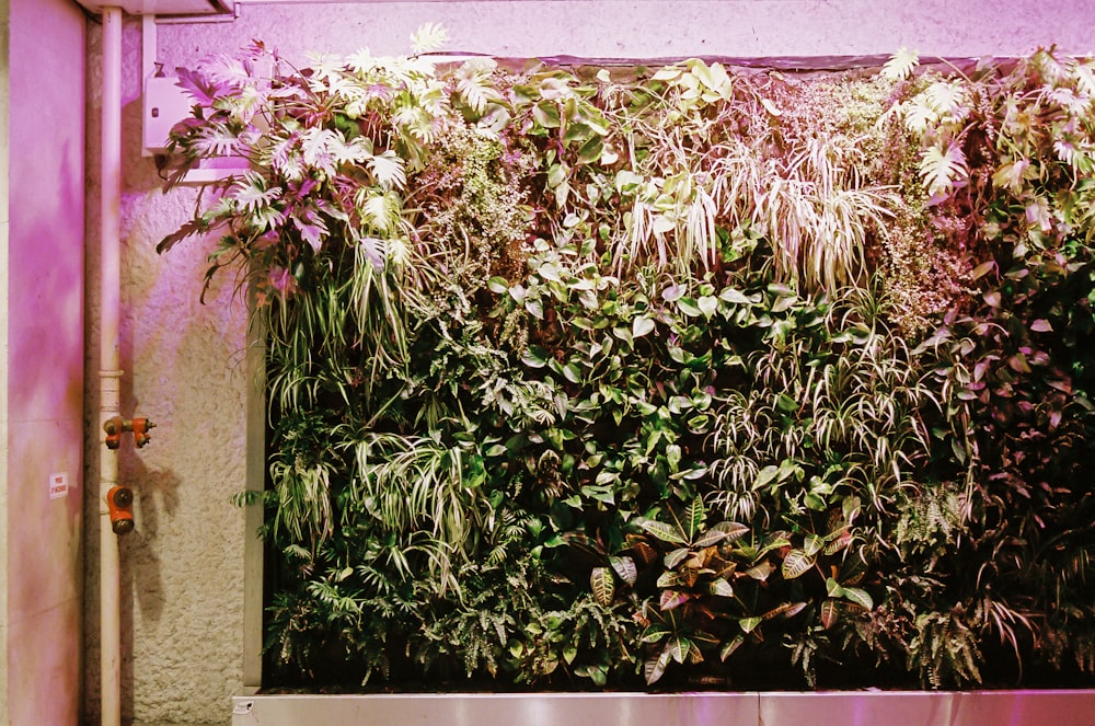 green and pink plant on brown concrete wall