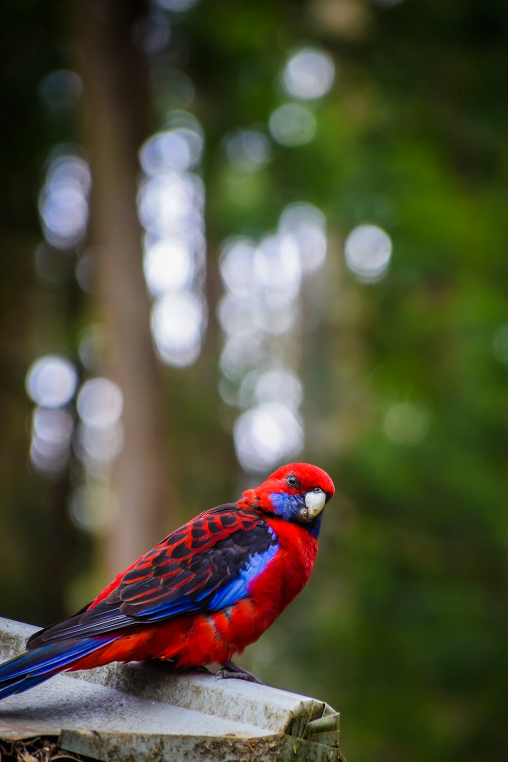 red and blue bird in tilt shift lens