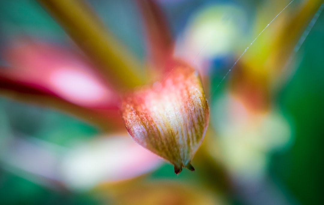 red and yellow flower in tilt shift lens