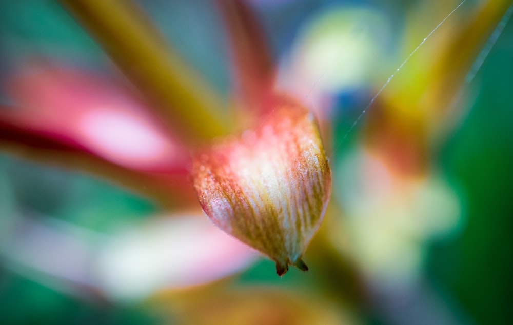 red and yellow flower in tilt shift lens