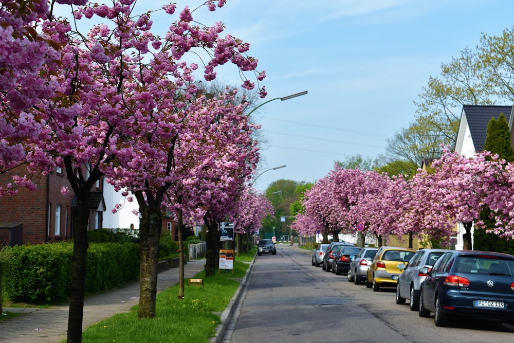 cars parked on side of the road