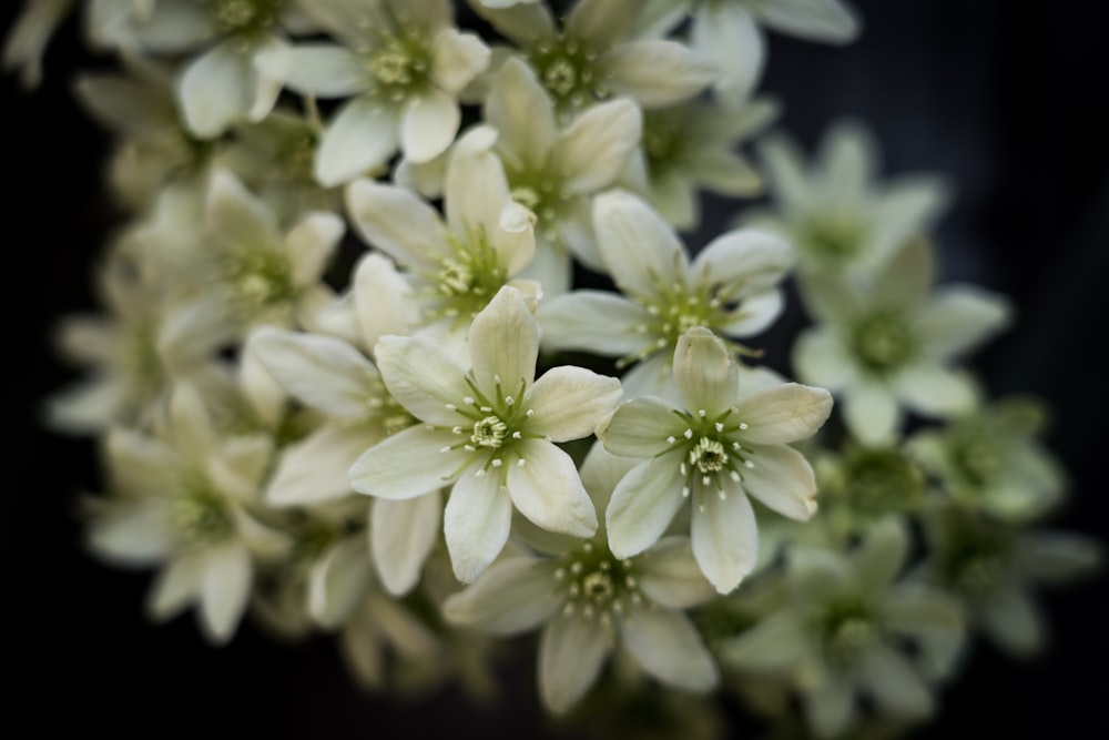 white flowers in tilt shift lens